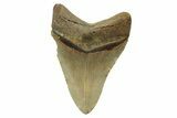 Serrated, Fossil Megalodon Tooth - North Carolina #236789-1